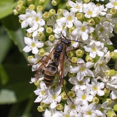 Polistes cinerascens