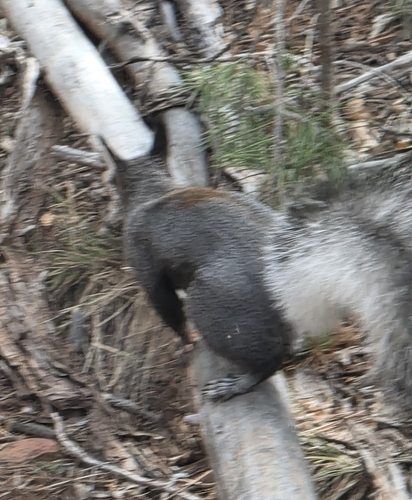 Abert's Squirrel observed by filee14
