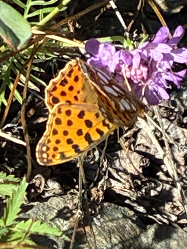 Queen of Spain Fritillary