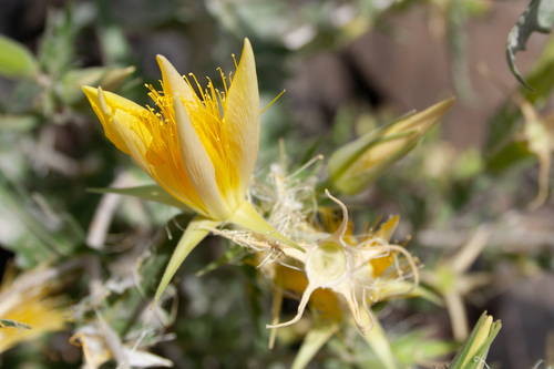 Mentzelia laevicaulis, photograph 3