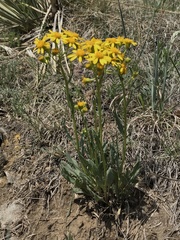 Packera neomexicana