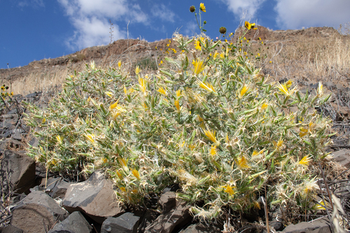 Mentzelia laevicaulis, photograph 5