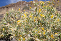 Mentzelia laevicaulis, photograph (c) Cody Hinchliff, some rights reserved (CC BY)
