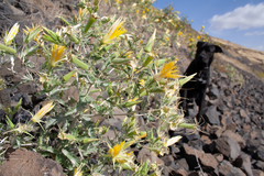 Mentzelia laevicaulis, photograph (c) Cody Hinchliff, some rights reserved (CC BY)