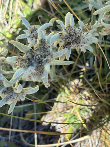 Edelweiss