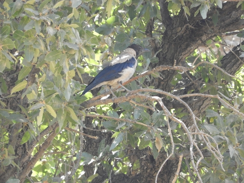 Mesopotamian Crow