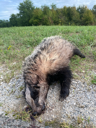 European Badger