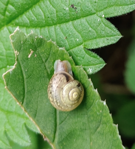 Bush snail