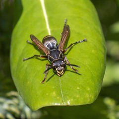 Polistes cinerascens