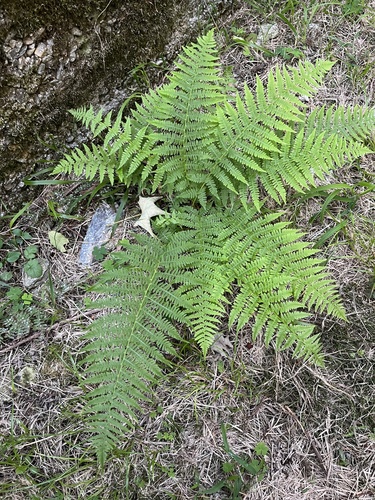 Common Lady Fern