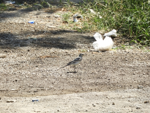 White Wagtail
