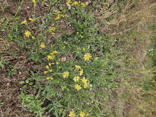 Hoary Ragwort