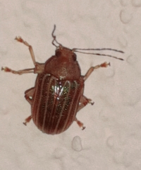 Colaspis confusa