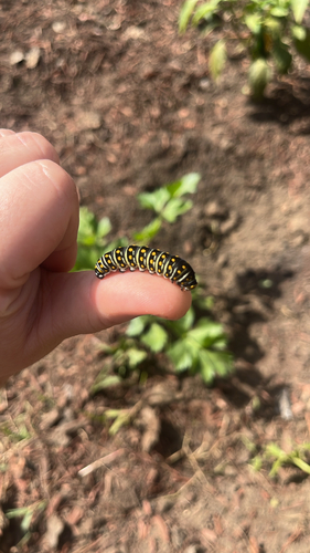 Black Swallowtail