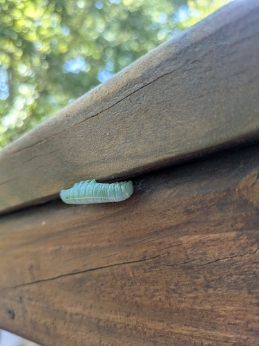 White-dotted Prominent