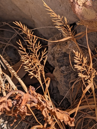 Catapodium rigidum, photograph 2