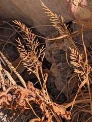 author not stated, no rights reserved Catapodium rigidum, photograph author not stated, no rights reserved