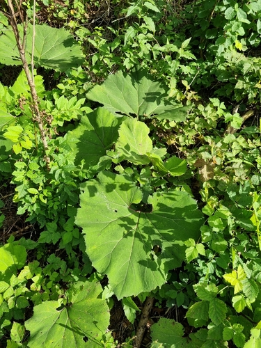 Common Butterbur
