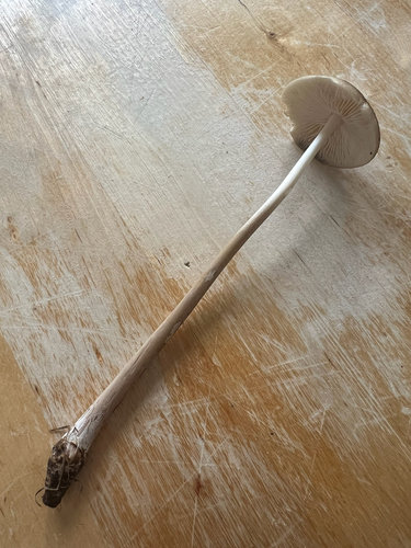 rooting shank