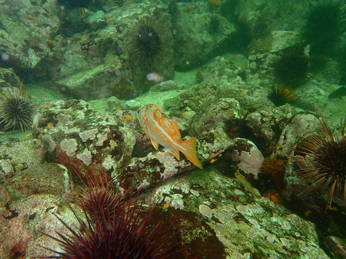 Canary Rockfish