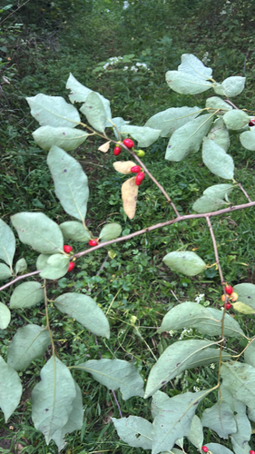 northern spicebush