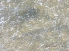 Dorosoma cepedianum