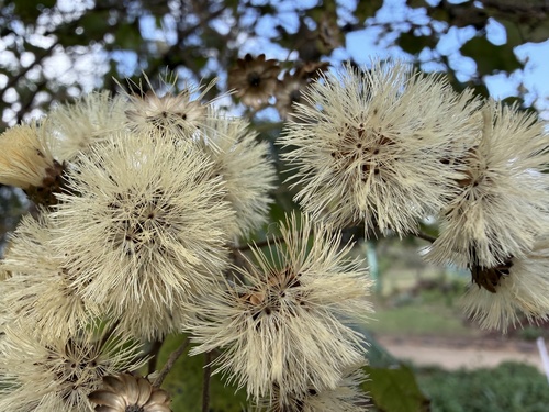 Vernonia colorata, 2026-09-14