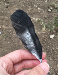 Corvus cornix