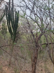 Pachycereus pecten-aboriginum
