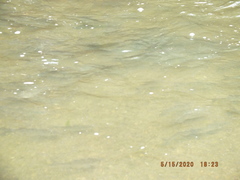 Dorosoma cepedianum