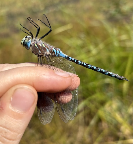 Variable Darner