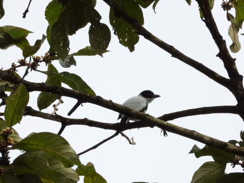 Black-tailed Tityra