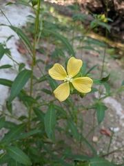 author not stated, no rights reserved Ludwigia octovalvis, photograph author not stated, no rights reserved