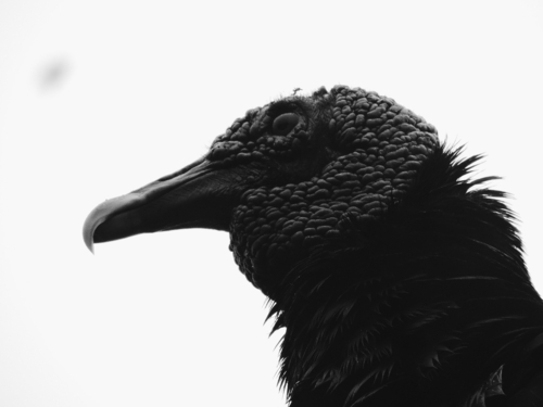 Black Vulture