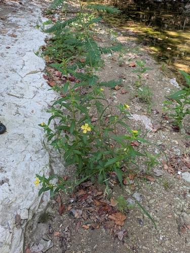 Ludwigia octovalvis, photograph 4