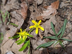 Ranunculus jovis
