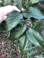 Flindersia bennettii