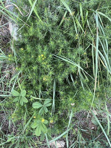Lady's Bedstraw