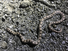 Phyllorhynchus decurtatus