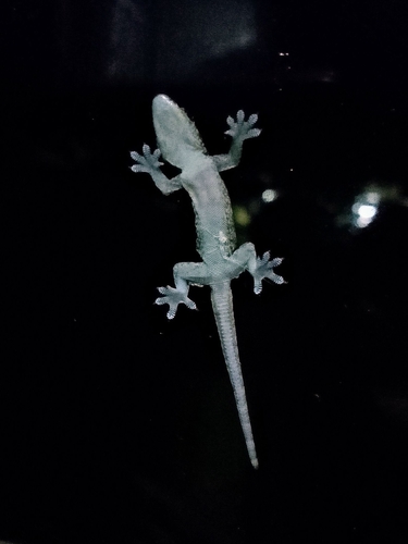 Flat-tailed House Gecko