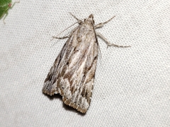Cutina albopunctella