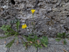 Crepis capillaris, photograph (c) Elias, some rights reserved (CC BY)