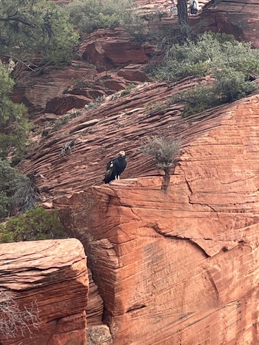 California Condor observed by skinnypenguin