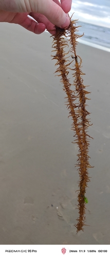Cumagloia andersonii observed 2026-09-13