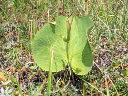 Ranunculus thora, photograph 1