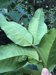 Flindersia bennettii