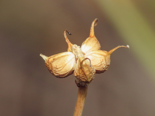 Ranunculus thora, photograph 2
