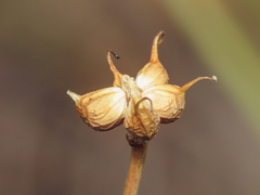 Ranunculus thora, photograph (c) Emanuele Santarelli, some rights reserved (CC BY-SA)