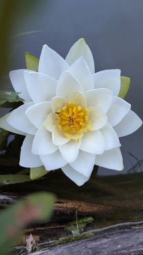 European White Waterlily
