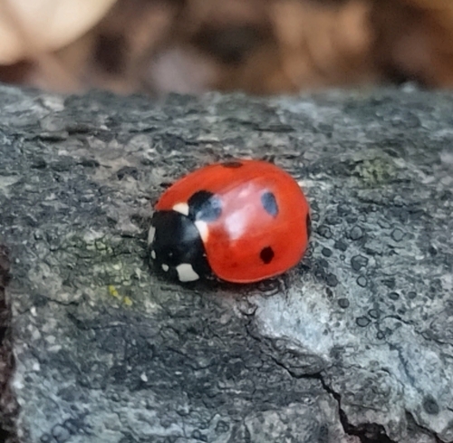 Seven-spotted Lady Beetle